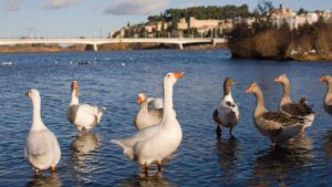¿Quien tiene mas habitantes Caceres o Badajoz