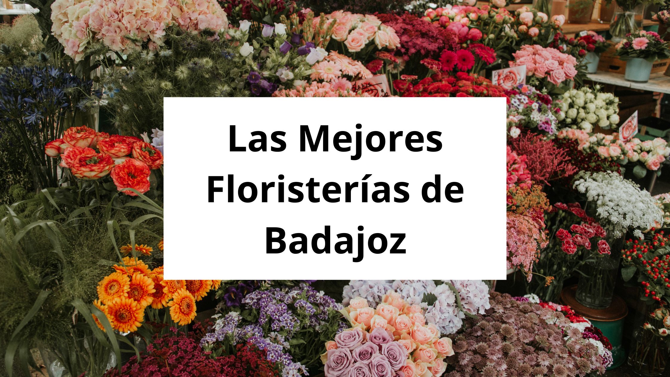 Las Mejores Floristerías de Badajoz (1)